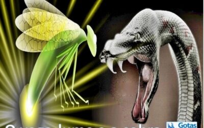 Você é Cobra ou é Vaga-Lume ?