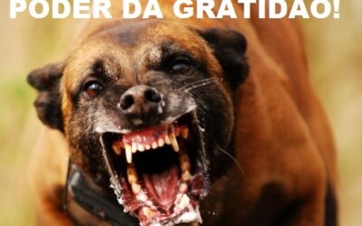 Como Aprender a Perdoar para Viver Melhor? O poder da Gratidão !